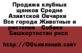 Продажа клубных щенков Средне Азиатской Овчарки - Все города Животные и растения » Собаки   . Башкортостан респ.